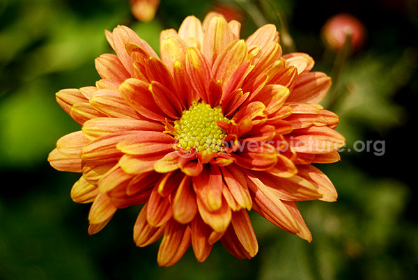 Chrysanthemum orange yellow