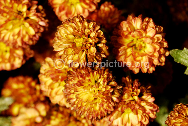 Chrysanthemum Gold