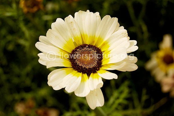 Chrysanthemum white Yellow