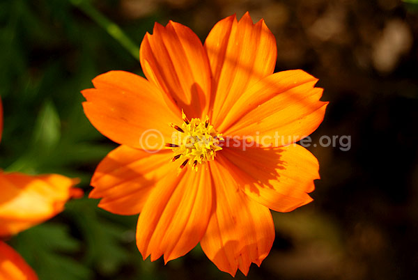 Cosmos sulphureus orange