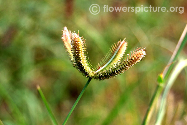 Crowfoot grass