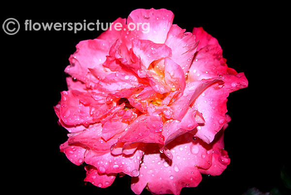 Double delight rose
