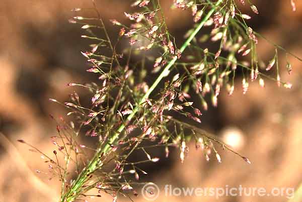 Dwarf reedgrass