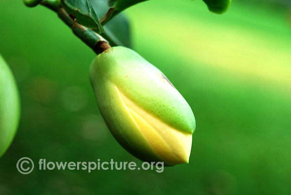 Egg magnolia bud