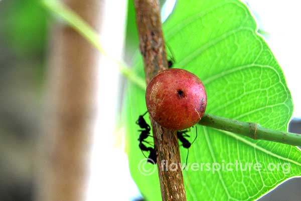 Ficus religiosa fruit