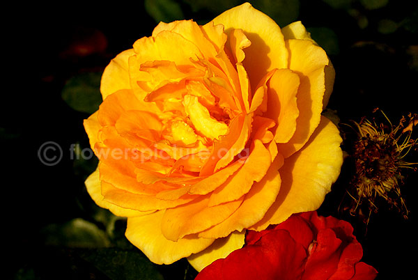 garden rose yellow hybrid