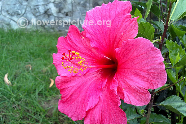 hibiscus rosa sinensis pink