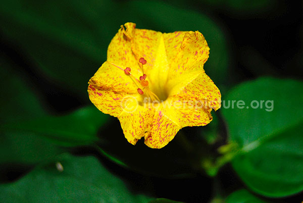 mirabilis jalapa yellow with red dots