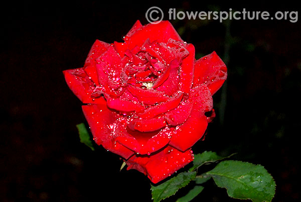 My Valentine Rose