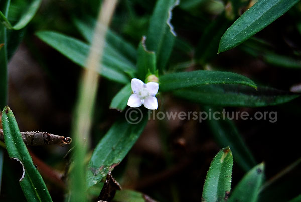 Oldenlandia herbacea