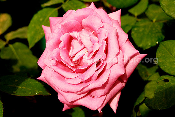 ooty rose pink