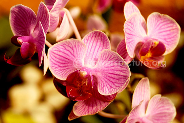 orchid pink hybrid