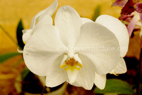 orchid white