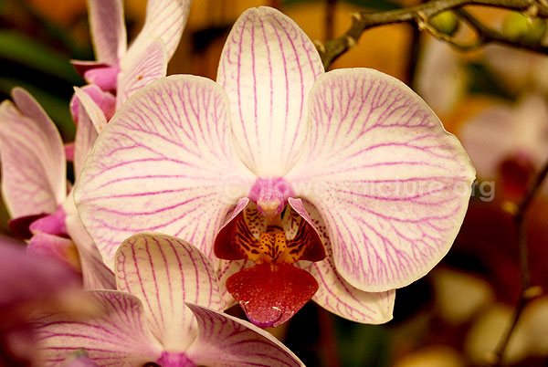 orchid white pink