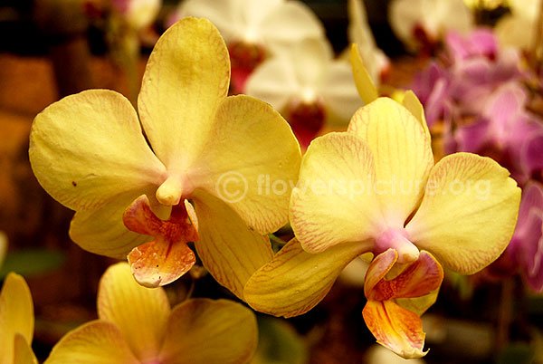 orchid yellowwithpink