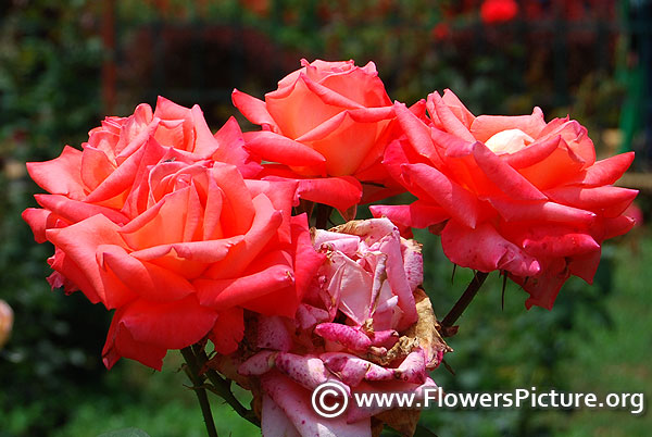 Yellow rose yercaud rose garden