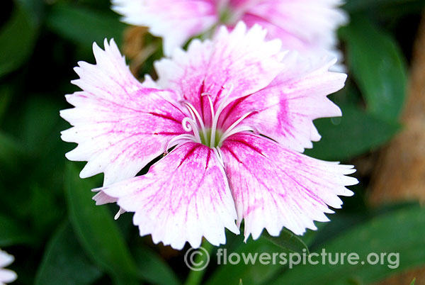 Pink and white dianthus