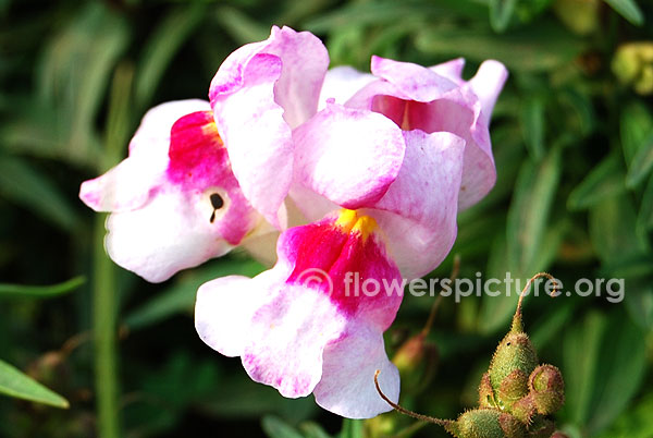 Pink with white snapdragon