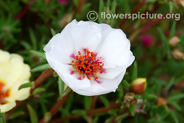 Portulaca grandiflora white