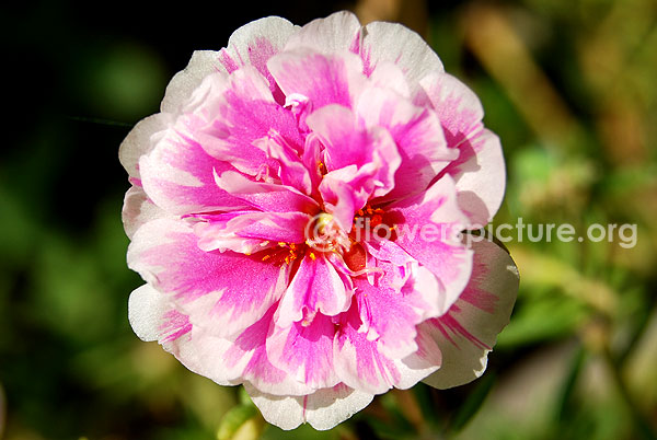 Portulaca Grandiflora Pink