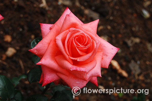 hybrid rose pink