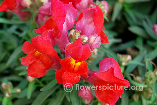 Red snapdragon