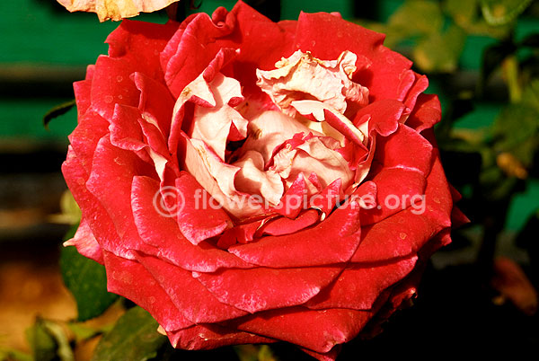 red rose bicolor