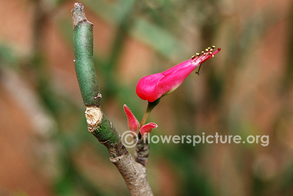 Redbird cactus