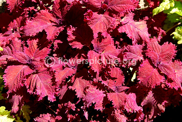 rex begonia hybrids red