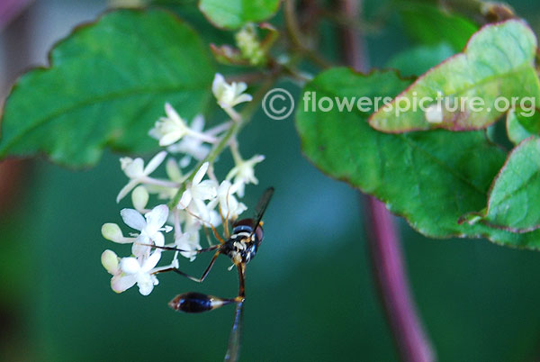 Rivina humilis flower