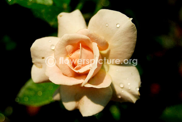 rose beige