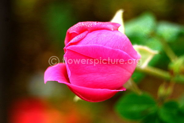 Rose bud pink