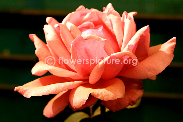 rose light carmine pink
