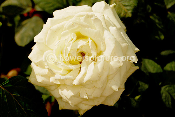 rose mint cream