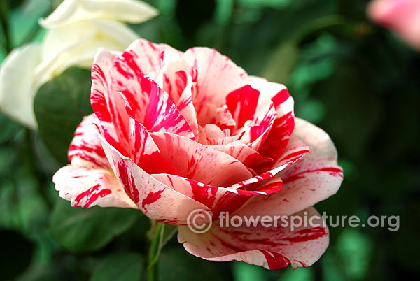 Scentimental floribunda rose