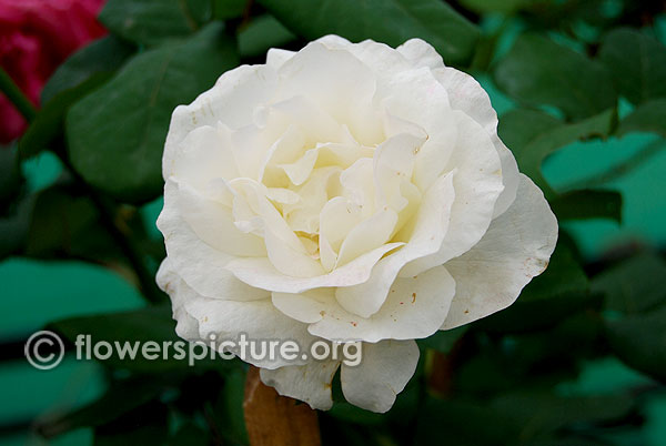 Silver anniversary white rose