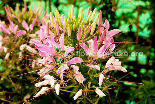 spider plant cleome pink