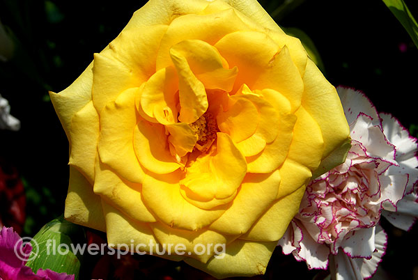 Sunsprite rose