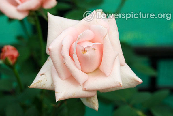 Sylvia baby pink rose