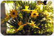 Sunflower - Using papaya and mango