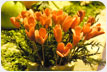 Roses - Using Carrot