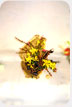 Bunch of flowers