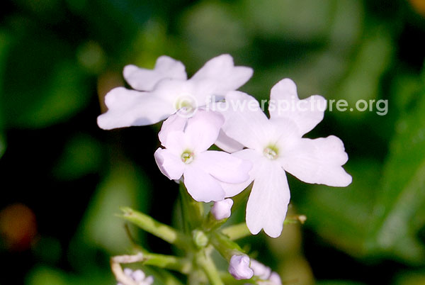 Verbena white