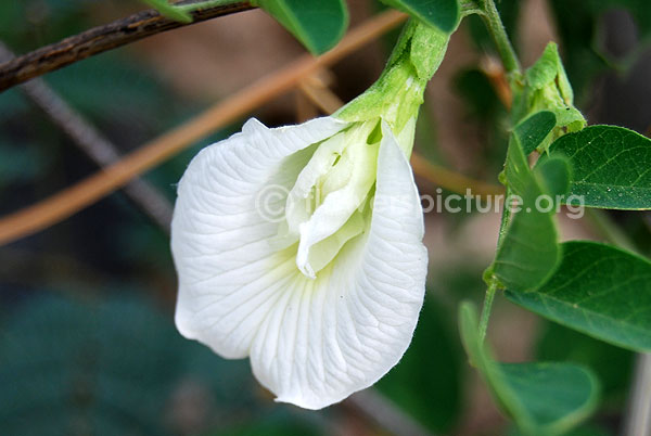 White clitoria flower