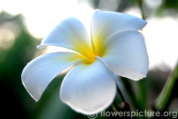 White frangipani