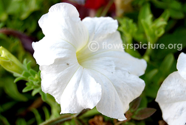 White petunia