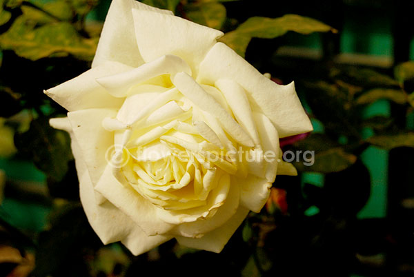 white rose big