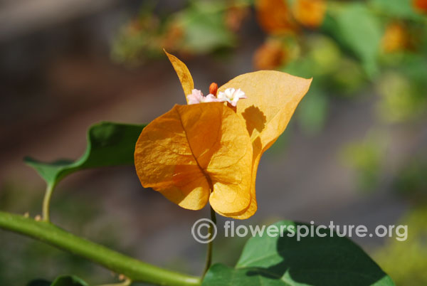 Yellow bougainvillea glabra