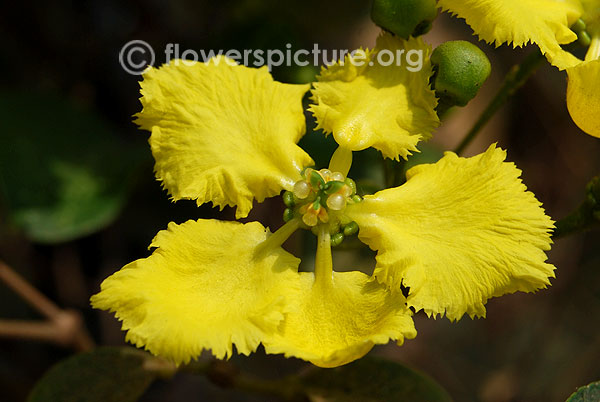 Yellow orchid vine