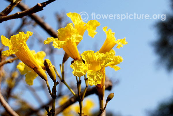 Yellow trumpet flower